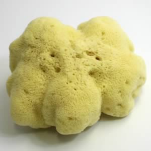 天然海綿 No.3 細目 15×16cm