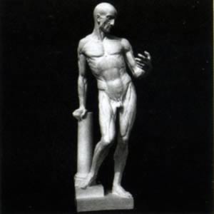 【受注生産】男子解剖全身像 68cm　(岡石こう製)