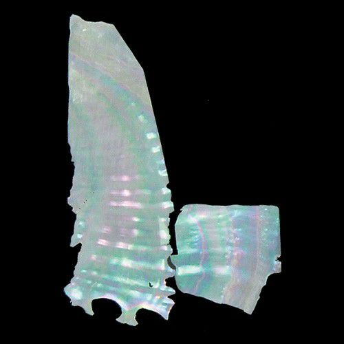 青貝板N 0.5g