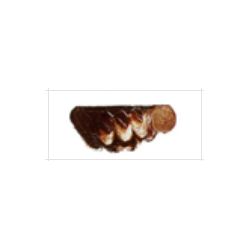 【お取り寄せ】 マツダクイックNo.1 油絵具(20号) 010 バーントアンバー