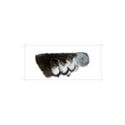 【お取り寄せ】 マツダクイックNo.1 油絵具(20号) 022 テールベルト