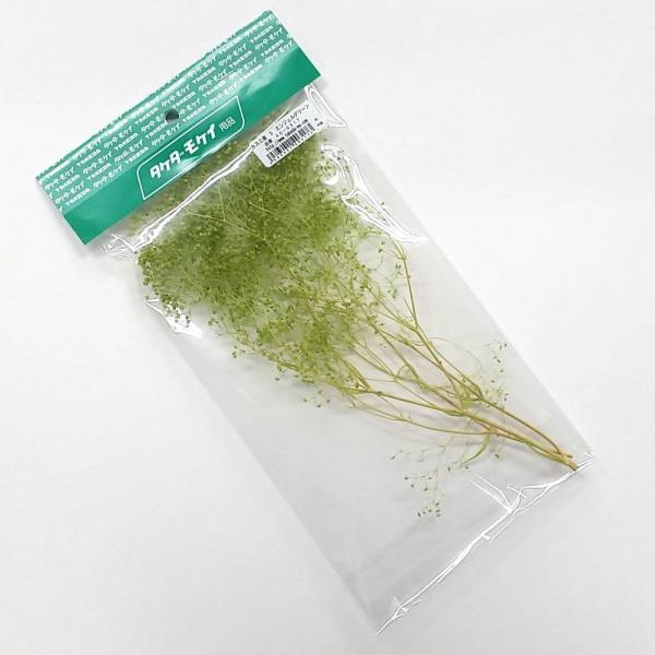 かすみ草S エンジェルグリーン