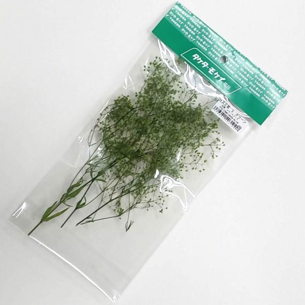 かすみ草S グリーン