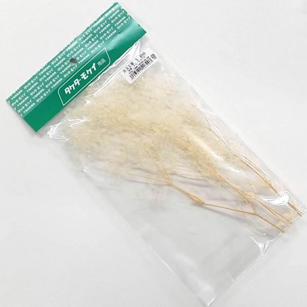 かすみ草S ホワイト